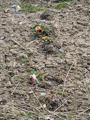 pansy unmulched